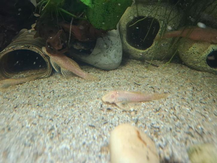 Ancistrus albino mannen, Dieren en Toebehoren, Vissen | Aquariumvissen