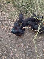 Rhode Island Red Ras kippen, Dieren en Toebehoren, Pluimvee