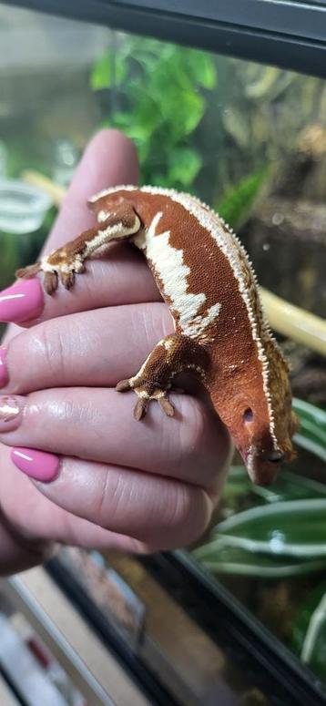 Wimpergekko fel rood lw man RTB  beschikbaar voor biedingen