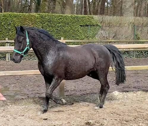 Goed bewegende 5 jarige brave zwarte D-pony, Dieren en Toebehoren, Pony's, Ruin, B, D pony (1.37m tot 1.48m), Springpony, 3 tot 6 jaar