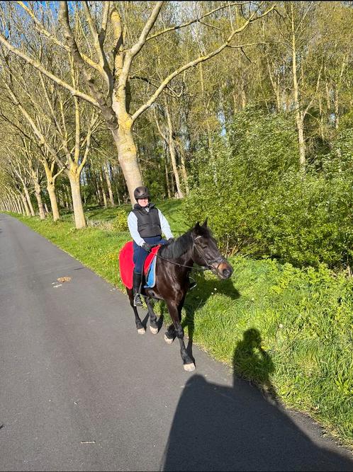 Paard te koop, Animaux & Accessoires, Chevaux, Hongre, 160 à 165 cm, 11 ans ou plus, Cheval de récréation