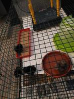 Zijdehoenders., Dieren en Toebehoren, Pluimvee