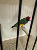 gouldamadine man te koop
