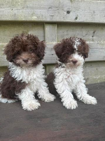 Particuliere dwergpoedel puppy’s beschikbaar voor biedingen