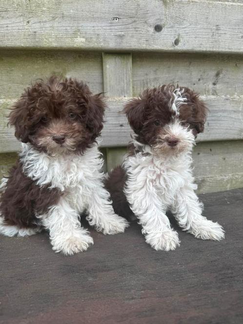 Particuliere dwergpoedel puppy’s, Dieren en Toebehoren, Honden | Chihuahua's en Gezelschapshonden, Reu, Poedel, Particulier, Meerdere
