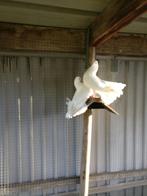 Pauwstaart duifjes, Dieren en Toebehoren, Vogels | Duiven