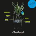 Pot de fleurs à arrosage automatique LIVRAISON GRATUITE, Neuf, 40 à 70 cm, Intérieur, 25 à 40 cm