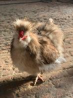 Zijdehoender usa, Dieren en Toebehoren, Pluimvee