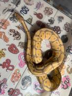 Ballpython