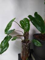 Speciale Philodendrons (diverse), Huis en Inrichting, Kamerplanten, Overige soorten, Minder dan 100 cm, Ophalen of Verzenden, Halfschaduw