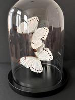 Splendide Envol de 2 Grands Papillons Exotiques Morpho Luna, Insecte, Animal empaillé, Enlèvement ou Envoi, Neuf