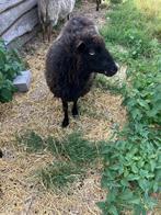 Ouessant schaap, Vrouwelijk, Schaap, 3 tot 5 jaar