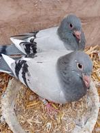 Koppel jonge duiven. !!!!, Dieren en Toebehoren, Postduif