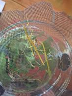 Wandelende takken, Dieren en Toebehoren, Insecten en Spinnen, Wandelende tak