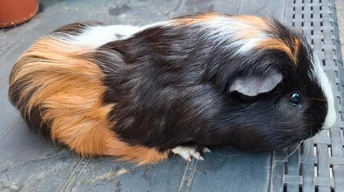 Kruising Sheltie beer van Augustus 2024, Dieren en Toebehoren, Knaagdieren, Mannelijk, Cavia, Augustus, Tam