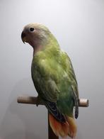 Agapornis roseicolli, Dieren en Toebehoren, Vogels | Parkieten en Papegaaien, Dwergpapegaai of Agapornis, Geringd