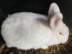 Voedster witte nieuw zeelander, Dieren en Toebehoren, Konijnen