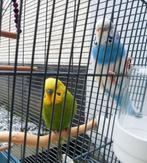Zeer mooi paar parkieten met kooi + accessoires, Meerdere dieren, Parkiet