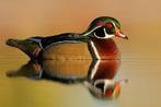 Carolina eend, Meerdere dieren, Eend