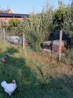 bijen volk, Dieren en Toebehoren