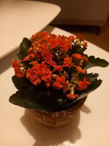 Rode Kalanchoe plantjes 3 + 3 gratis beschikbaar voor biedingen