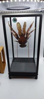 Crabe des cocotiers en vitrine, Enlèvement