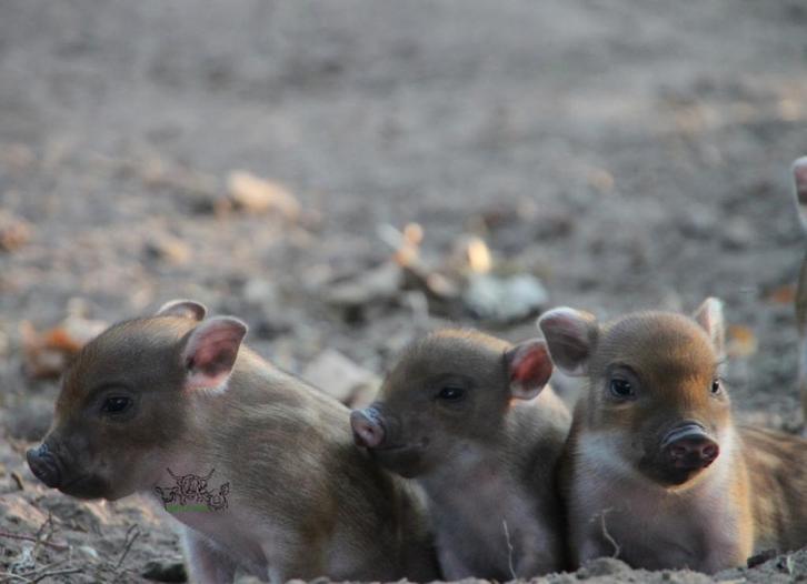mini varken, Dieren en Toebehoren, Schapen, Geiten en Varkens, Varken, Meerdere dieren, 0 tot 2 jaar
