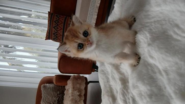 Golden katjes te reserveren met stamboom, Dieren en Toebehoren, Katten en Kittens | Raskatten | Korthaar, Meerdere dieren, 0 tot 2 jaar