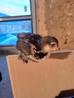 Brahma kriel kuiken, Dieren en Toebehoren, Januari, Geslacht onbekend