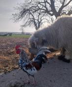 Doornikse kriel, Dieren en Toebehoren, Pluimvee, Mannelijk, Kip