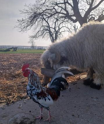 Doornikse kriel beschikbaar voor biedingen