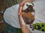 Cavia's, Dieren en Toebehoren, Knaagdieren, Juli, Meerdere dieren, Cavia