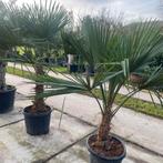 Palmbomen trachycarpus fortunei!, Tuin en Terras, Ophalen