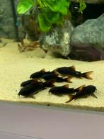 Corydoras Venezuela black 10stuk, Dieren en Toebehoren, Vissen | Aquariumvissen