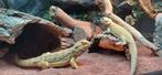 Baby baardagaams kruising, Dieren en Toebehoren, Reptielen en Amfibieën