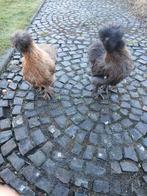 Jonge zijdehoenders, Plusieurs animaux, Poule ou poulet