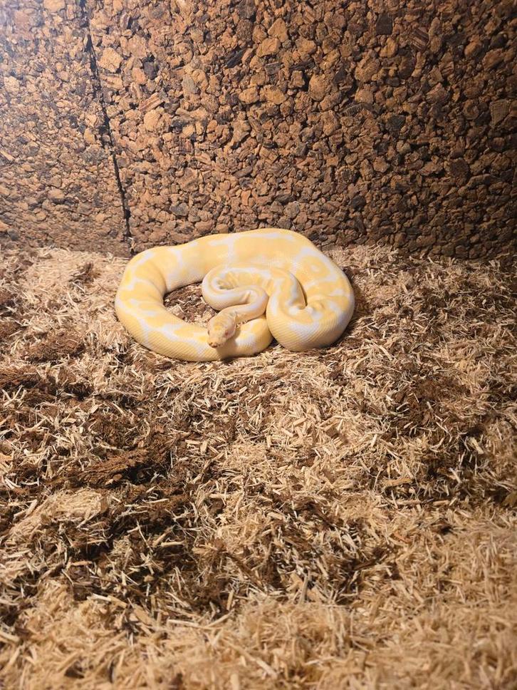 BallPython, Dieren en Toebehoren, Reptielen en Amfibieën