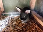 Dwergkonijnen, Dieren en Toebehoren, Vrouwelijk, Dwerg