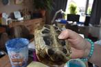 griekse landschildpad, Dieren en Toebehoren, Schildpad, Tam, 3 tot 6 jaar