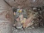 baby jonge valkparkieten in blok, Dieren en Toebehoren, Vogels | Parkieten en Papegaaien, Parkiet, Tam