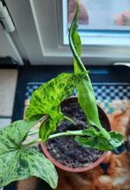 Syngonium mottled mojito stek, Autres espèces, En pot, Moins de 100 cm, Enlèvement