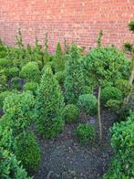 allerlei mooi geschoren buxus vanaf 3€, Tuin en Terras, Ophalen, Buxus, Struik, Minder dan 100 cm