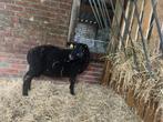 ram lam, Dieren en Toebehoren, Mannelijk, Schaap, 0 tot 2 jaar