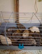 Japanse kwartels, Dieren en Toebehoren, Geslacht onbekend, Overige soorten