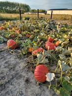 Pompoenen, Tuin en Terras, Planten | Tuinplanten, Ophalen