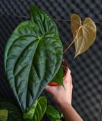 Anthurium luxurians x regale 5, Huis en Inrichting, Ophalen of Verzenden