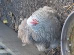 2 cochin kipjes grijs worden samen verkocht