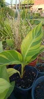 Canna Wolfsong, Ophalen