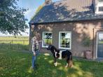 Prachtig zwart bonte kinderpony, Dieren en Toebehoren, Pony's, Merrie, 0 tot 2 jaar, A pony (tot 1.17m), Gechipt
