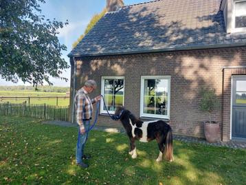 Prachtig zwart bonte kinderpony beschikbaar voor biedingen
